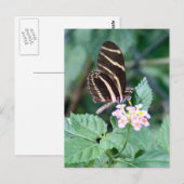 Carte postale Photo Papillon Zebra Longwing (Devant / Derrière)