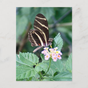 Carte postale Photo Papillon Zebra Longwing