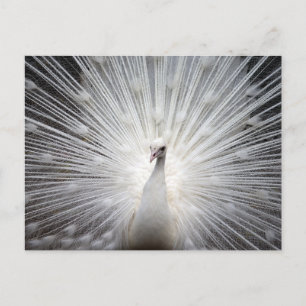Carte postale photo Peacock blanc