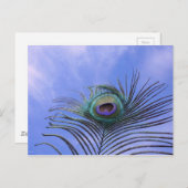 Carte Postale Photo Peacock Feather (Devant / Derrière)