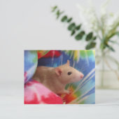 Carte postale photo personnalisée de raton Dumbo m (Debout devant)