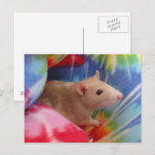 Carte postale photo personnalisée de raton Dumbo m (Devant / Derrière)