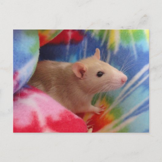 Carte postale photo personnalisée de raton Dumbo m (Devant)