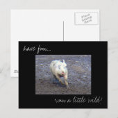 Carte postale photo 'Pig Run Wild' (Devant / Derrière)