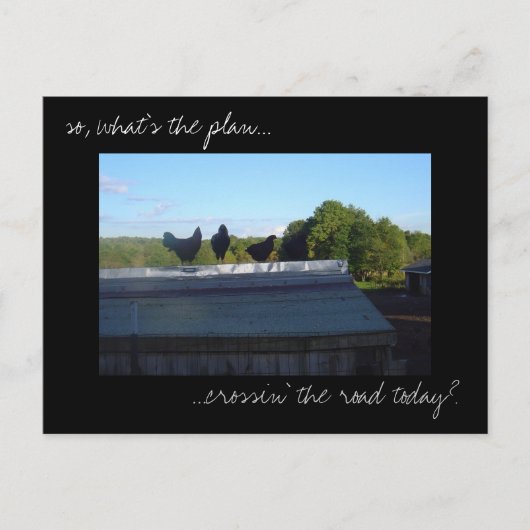 Carte postale photo 'Plans de poulet' (Devant)