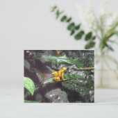 Carte Postale Photo Poison Dart Frog (Debout devant)