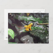 Carte Postale Photo Poison Dart Frog (Devant / Derrière)