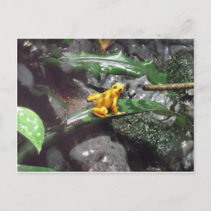 Carte Postale Photo Poison Dart Frog