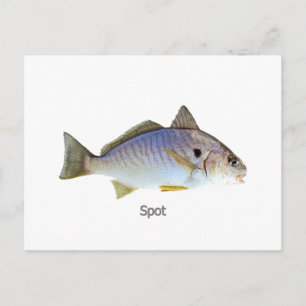 Carte Postale Photo Poisson Spot