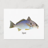Carte Postale Photo Poisson Spot (Devant)