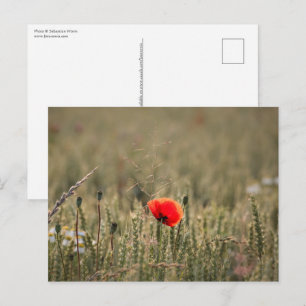 Carte Postale Photo Poppy Nature