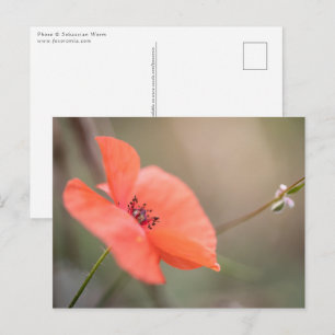 Carte Postale Photo Poppy Nature