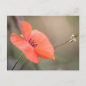 Carte Postale Photo Poppy Nature (Devant)