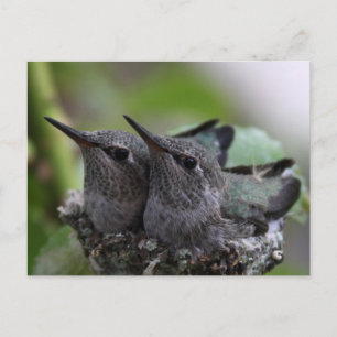 Carte Postale Photo postcard de Cute Baby Hummingbirds