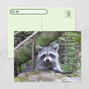 Carte Postale Photo postfranchie d'un adorable Raccoon de bébé