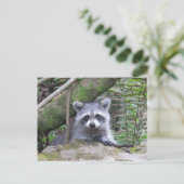 Carte Postale Photo postfranchie d'un adorable Raccoon de bébé (Debout devant)