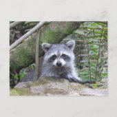 Carte Postale Photo postfranchie d'un adorable Raccoon de bébé (Devant)