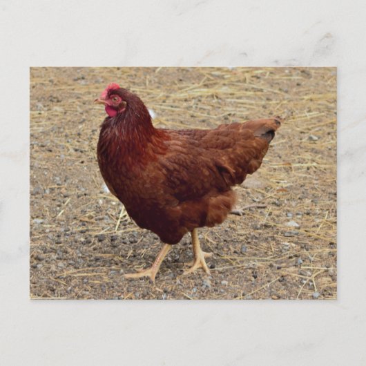 Carte postale Photo Poulet (Devant)