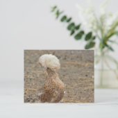 Carte postale Photo Poulet (Debout devant)