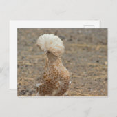 Carte postale Photo Poulet (Devant / Derrière)