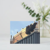 Carte postale Photo Poulets (Debout devant)