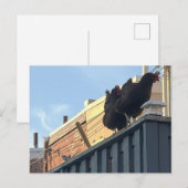 Carte postale Photo Poulets (Devant / Derrière)
