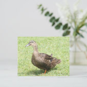 Carte postale photo pour canard à colle féminin (Debout devant)