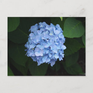 Carte Postale Photo Pretty Blue Hydrangea Floral
