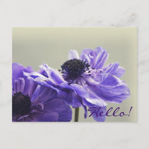 Carte Postale Photo Purple Anemone