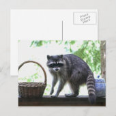 Carte Postale Photo Raccoon (Devant / Derrière)
