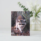 Carte Postale Photo Raccoon (Debout devant)