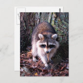 Carte Postale Photo Raccoon (Devant / Derrière)