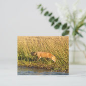 Carte Postale Photo Red Fox (Debout devant)
