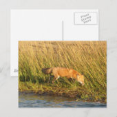 Carte Postale Photo Red Fox (Devant / Derrière)