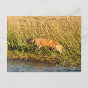 Carte Postale Photo Red Fox