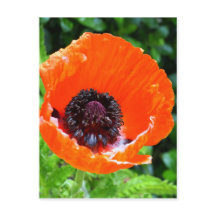 Photo Red Poppy