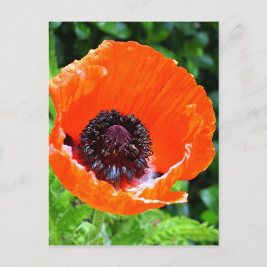 Carte Postale Photo Red Poppy (Devant)