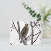 Carte postale photo Red Tail Hawk (Debout devant)