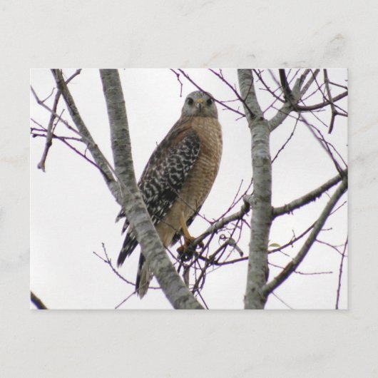 Carte postale photo Red Tail Hawk (Devant)