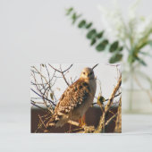 Carte postale photo Red Tail Hawk (Debout devant)