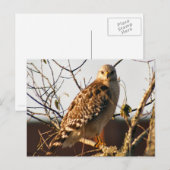 Carte postale photo Red Tail Hawk (Devant / Derrière)