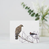Carte postale photo Red Tail Hawk (Debout devant)