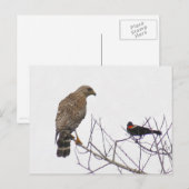 Carte postale photo Red Tail Hawk (Devant / Derrière)