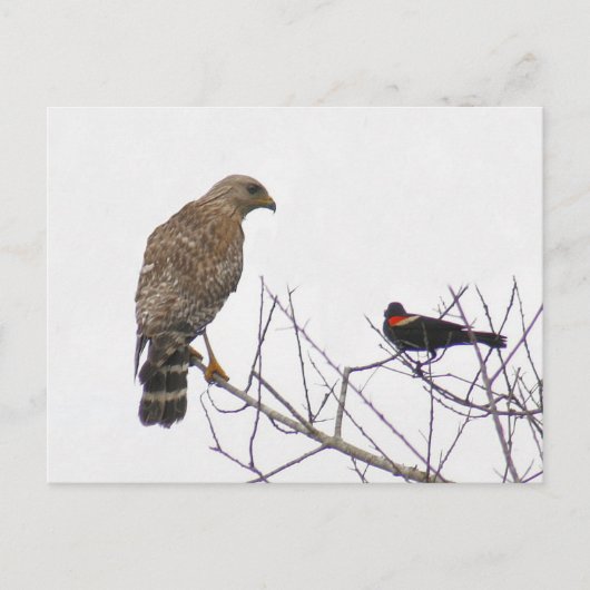 Carte postale photo Red Tail Hawk (Devant)