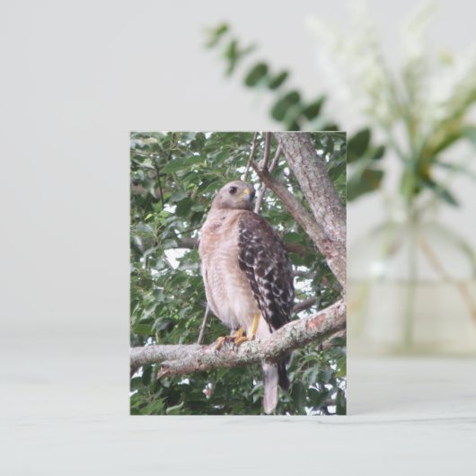 Carte postale photo Red Tail Hawk (Debout devant)