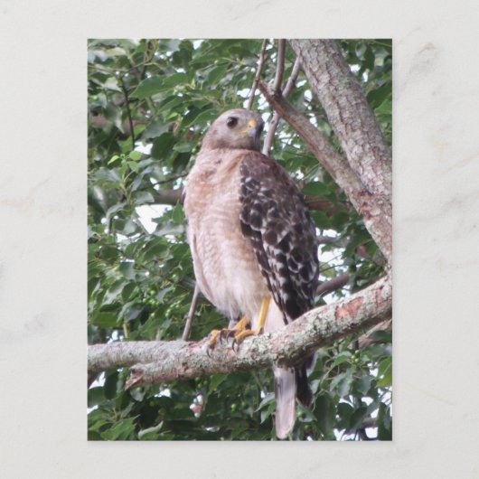 Carte postale photo Red Tail Hawk (Devant)