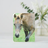 Carte postale Photo Roan Horse (Debout devant)