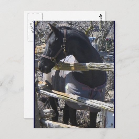 Carte Postale Photo Romeo (Devant / Derrière)