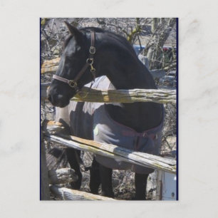 Carte Postale Photo Romeo