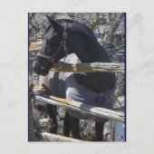 Carte Postale Photo Romeo (Devant)